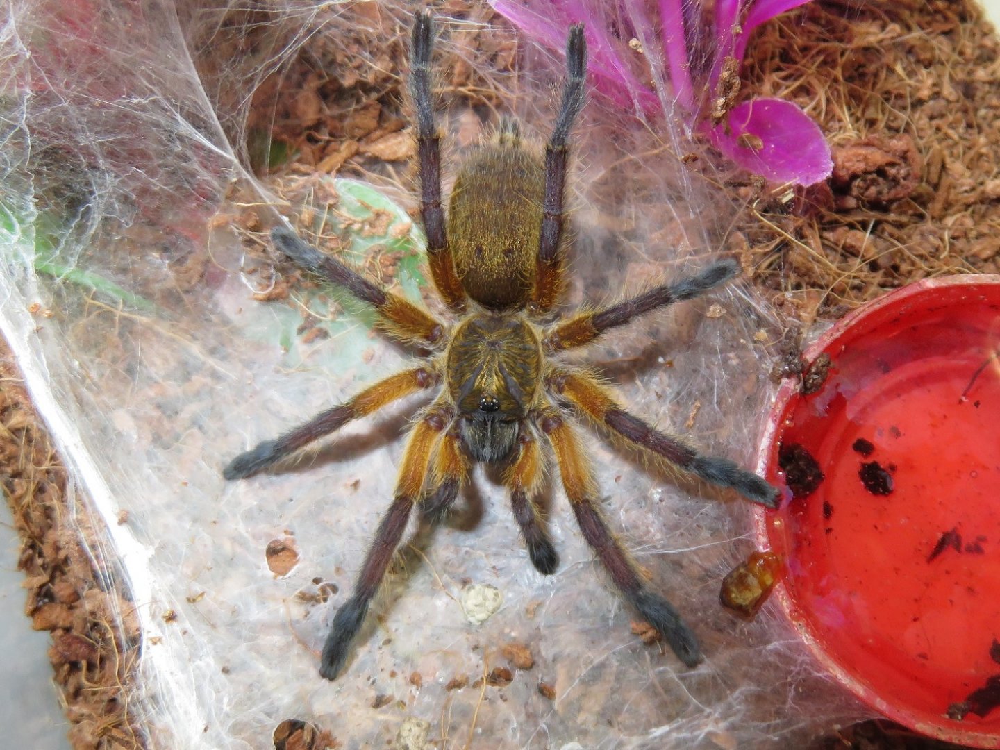 Harpactira pulchripes