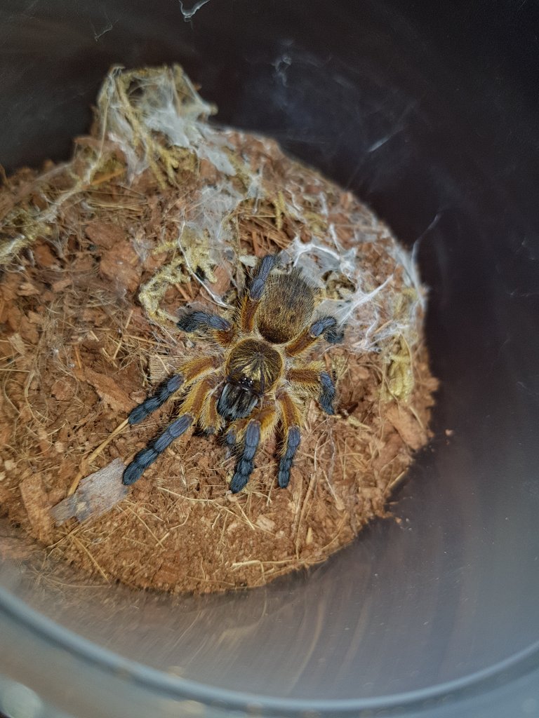 Harpactira pulchripes