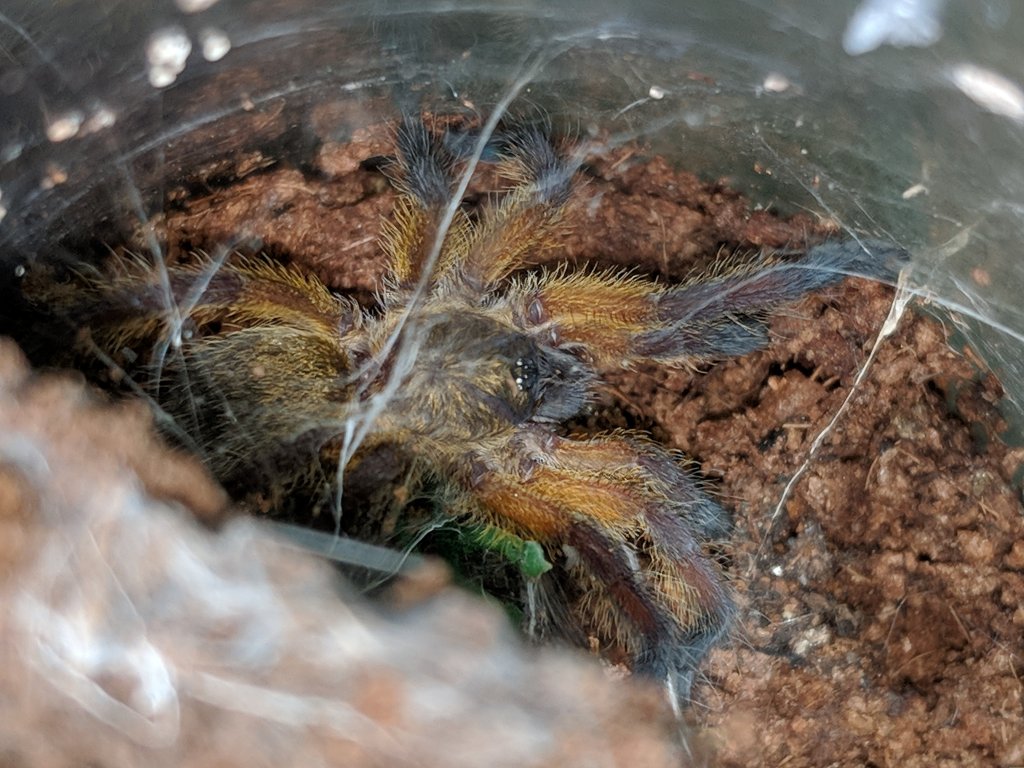 Harpactira pulchripes