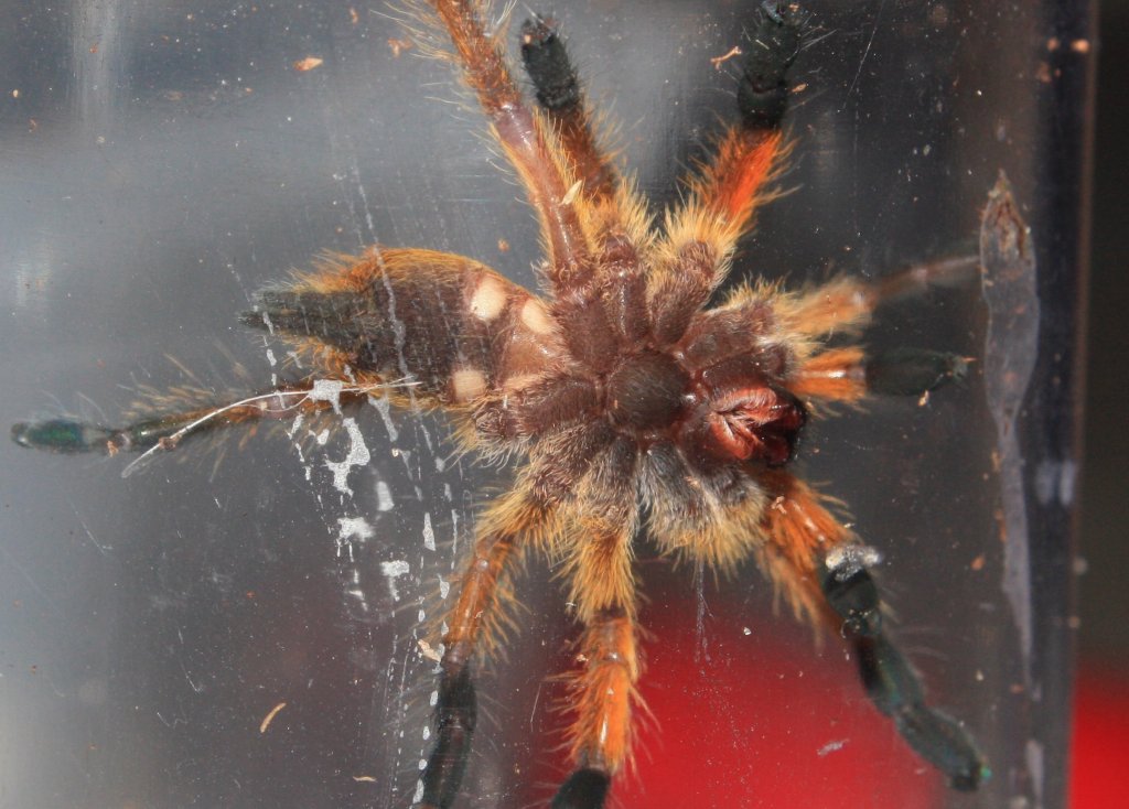 Harpactira Pulchripes