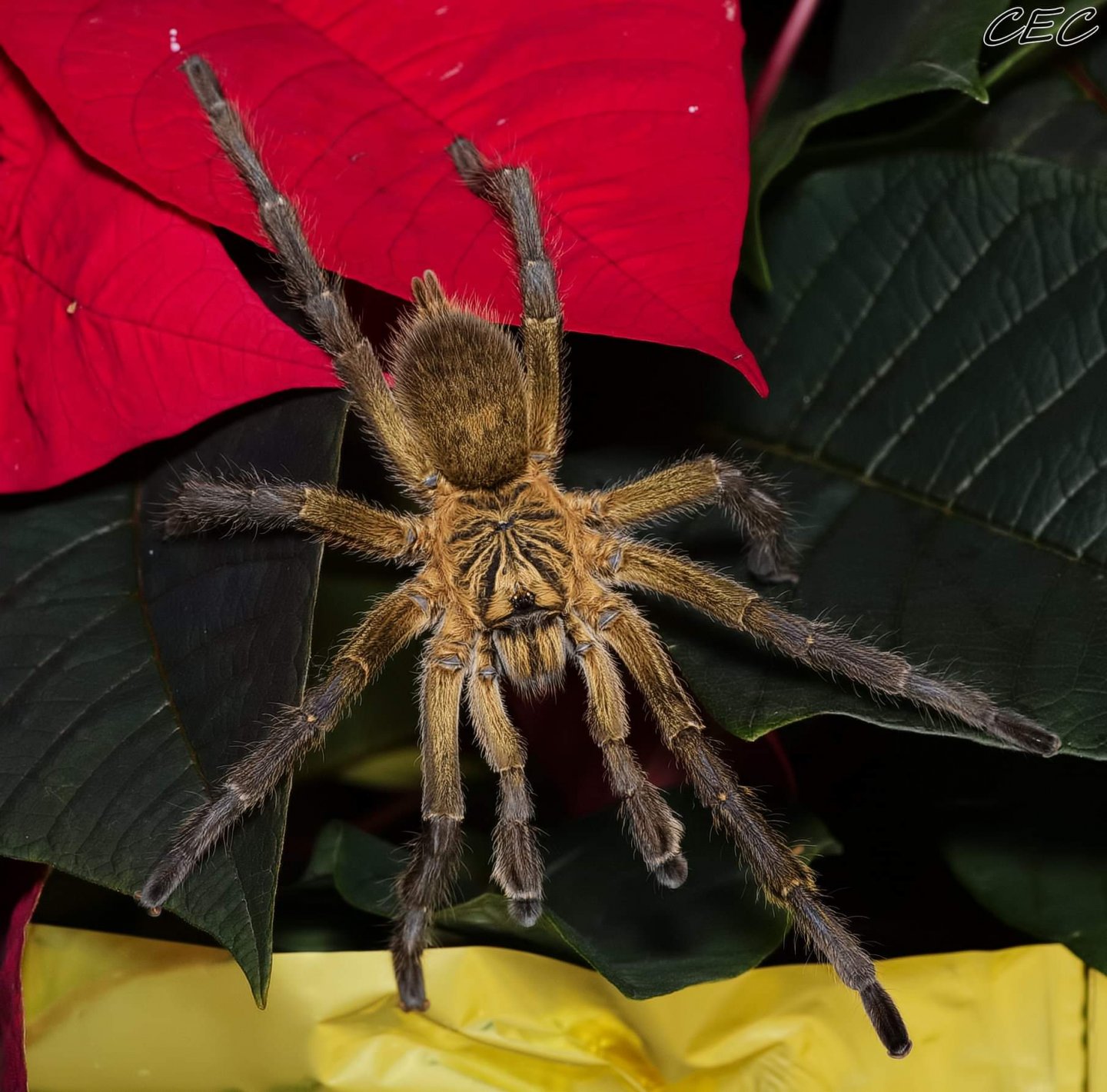 Harpactira pulchripes