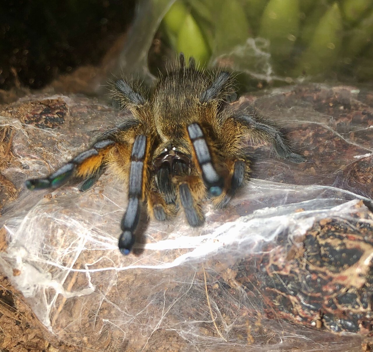 Harpactira pulchripes