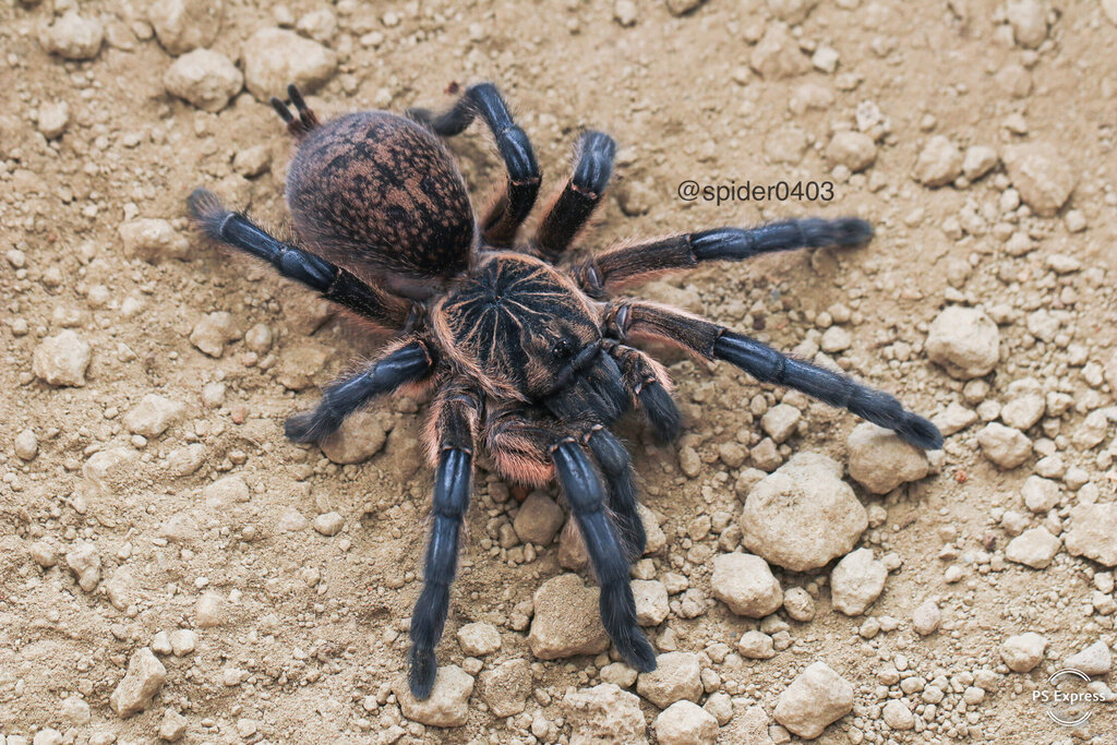 Harpactira pulchripes