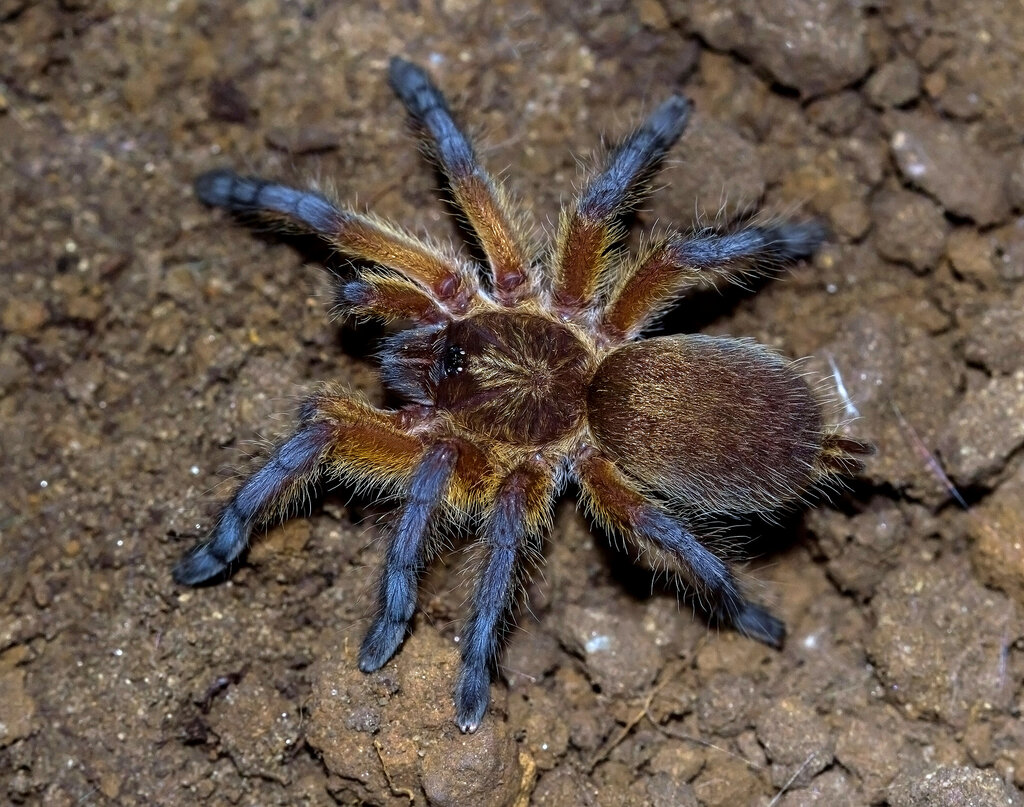 Harpactira pulchripes