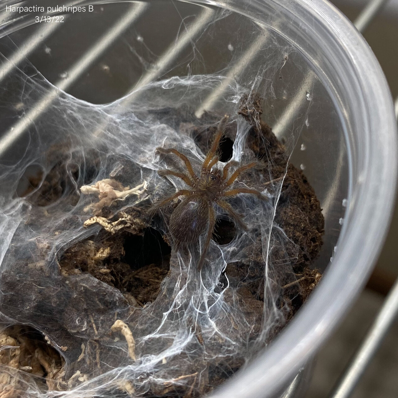 Harpactira pulchripes