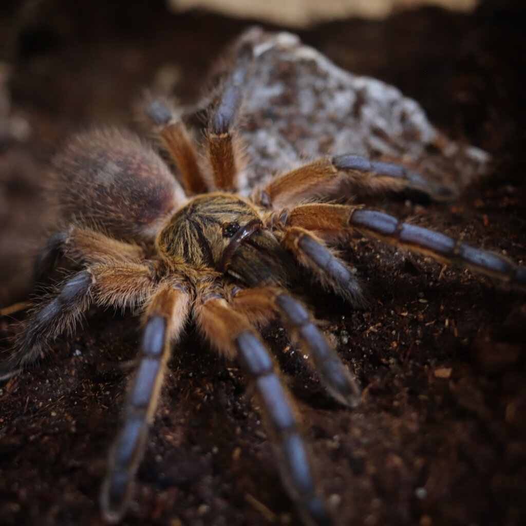 Harpactira pulchripes