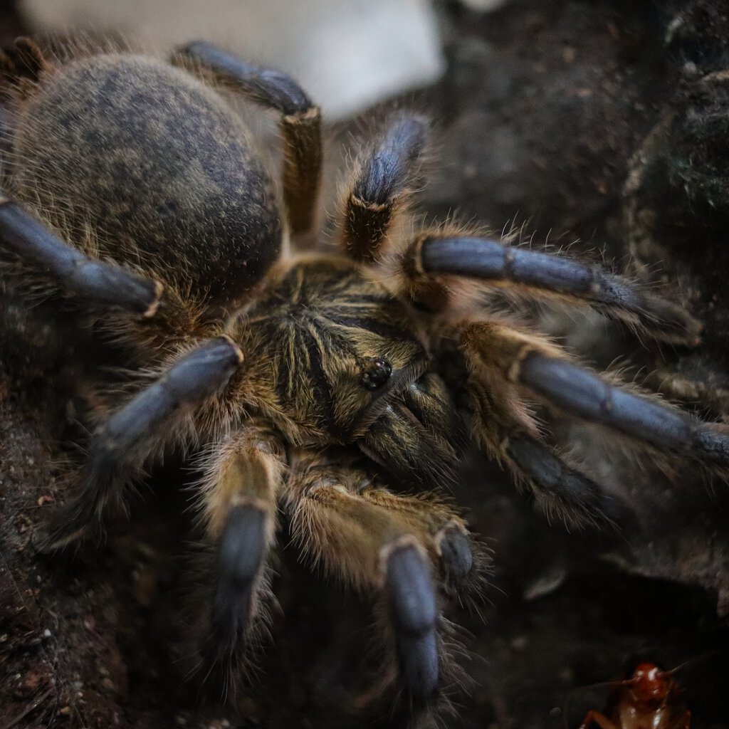 Harpactira pulchripes