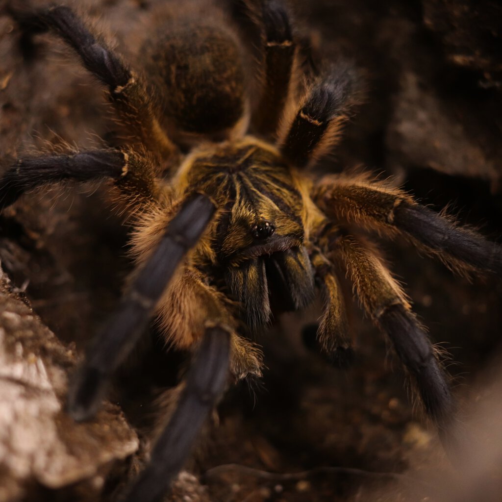 Harpactira pulchripes