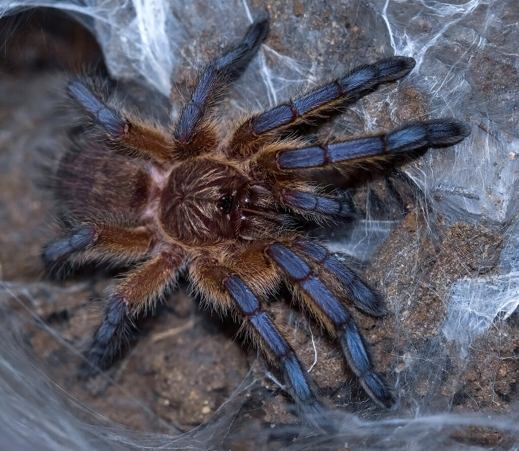 Harpactira pulchripes