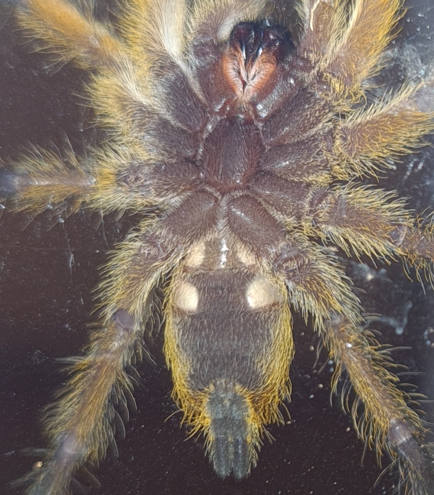 Harpactira pulchripes