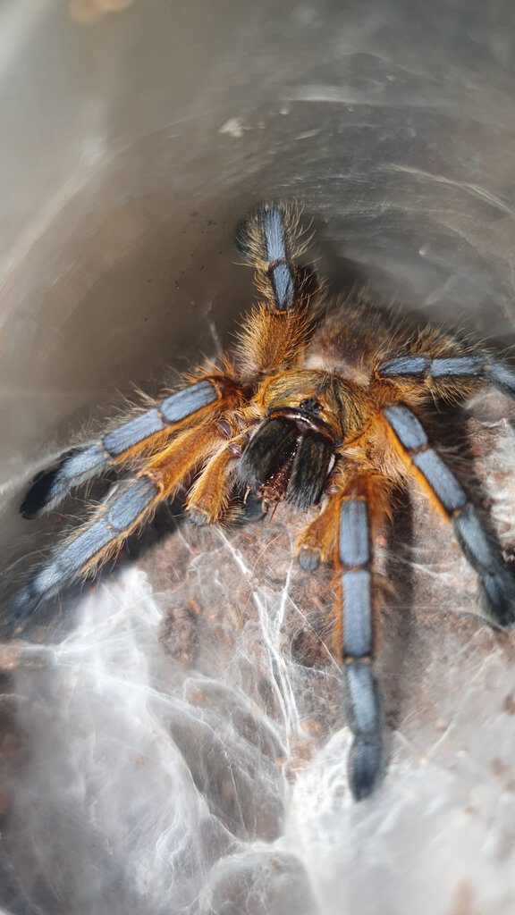 Harpactira pulchripes