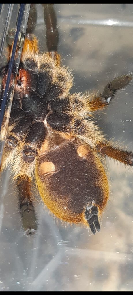 Harpactira Pulchripes