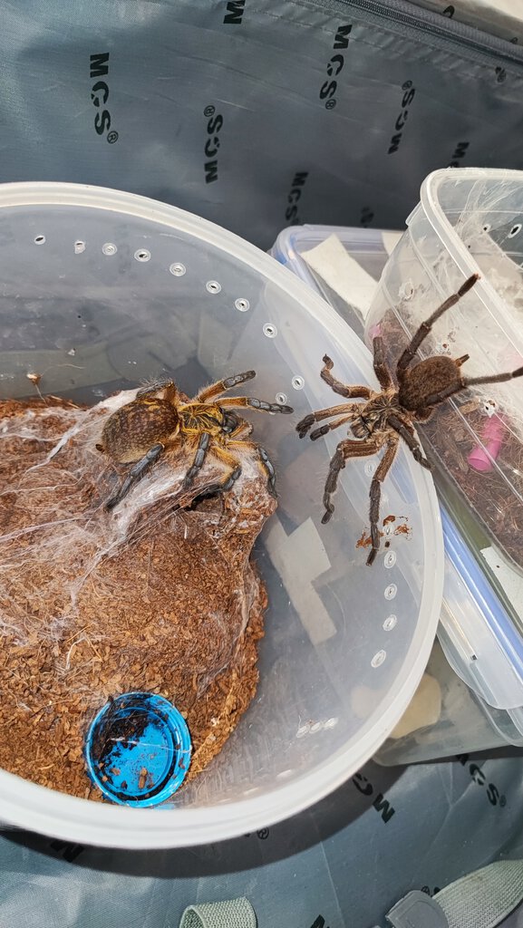 Harpactira Pulchripes