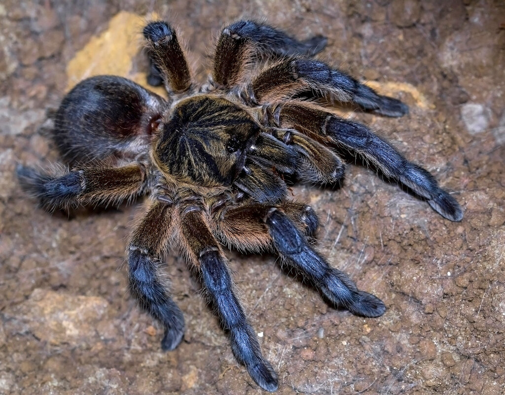 Harpactira pulchripes