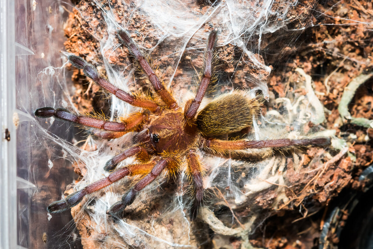 Harpactira pulchripes