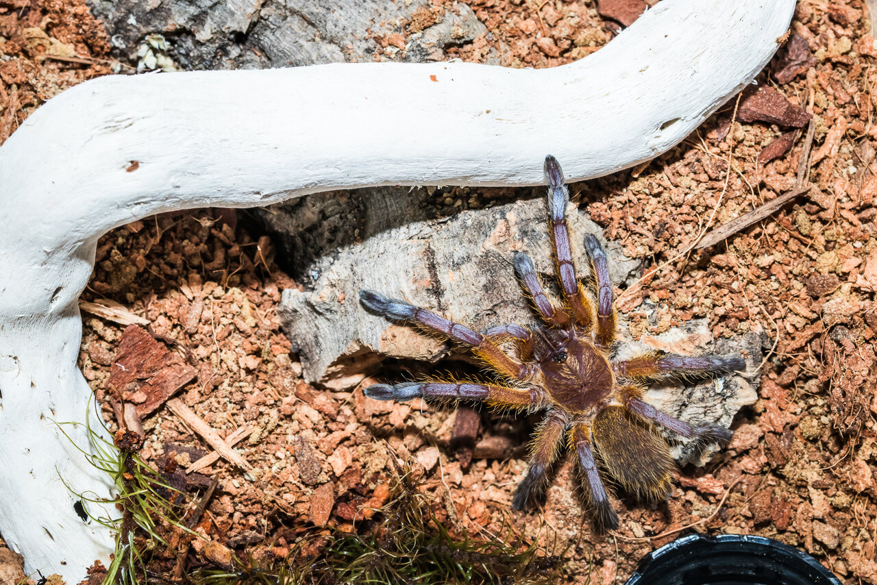 Harpactira pulchripes