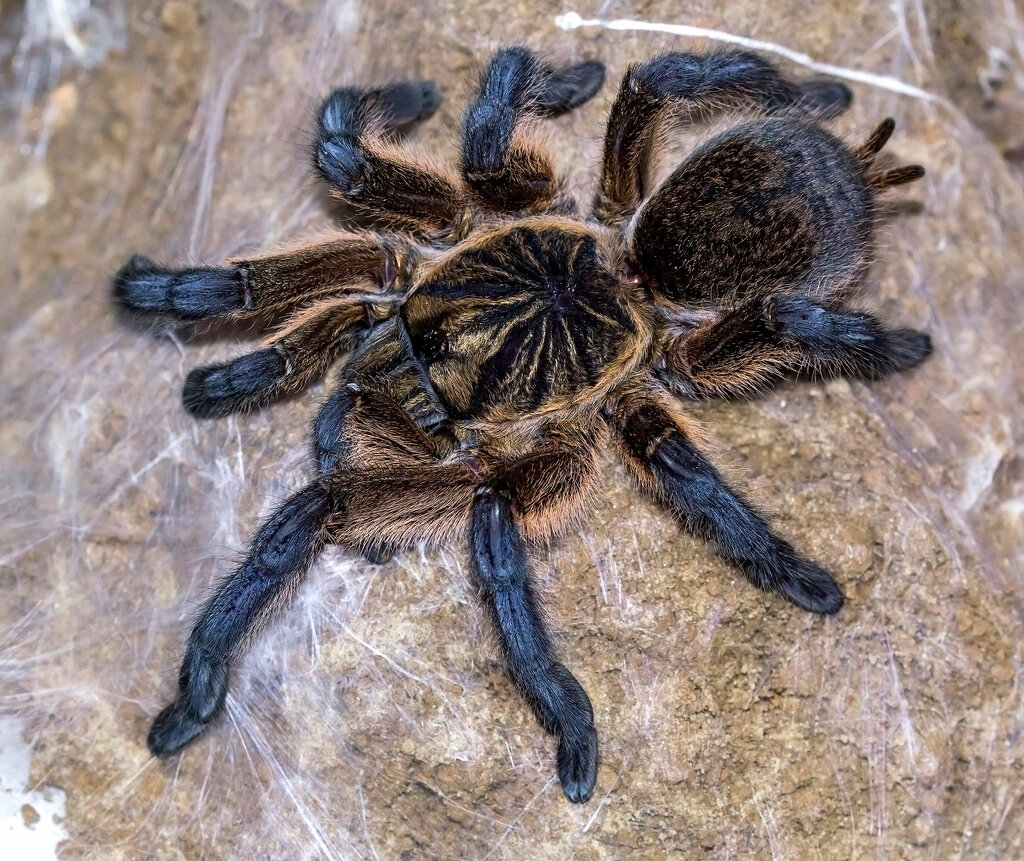 Harpactira pulchripes