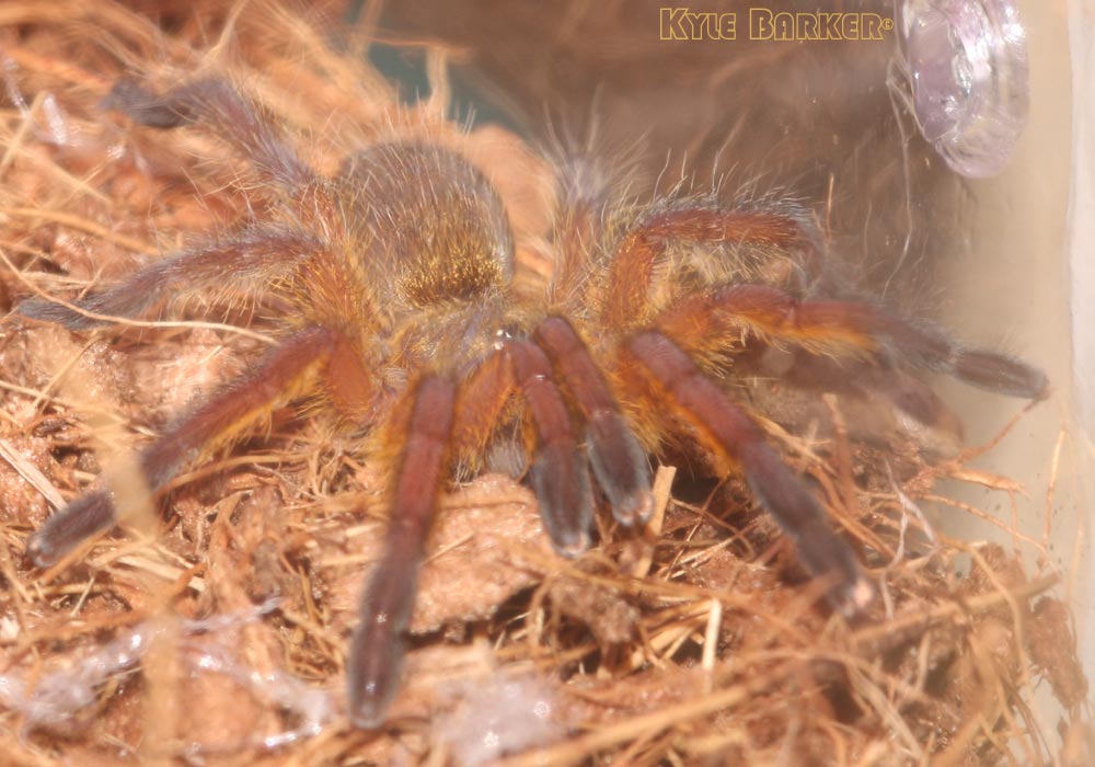 Harpactira-Pulchripes13.jpg