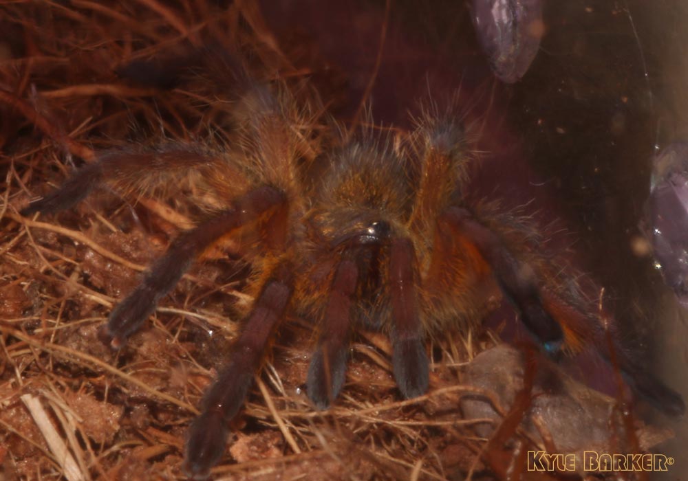 Harpactira-Pulchripes15.jpg