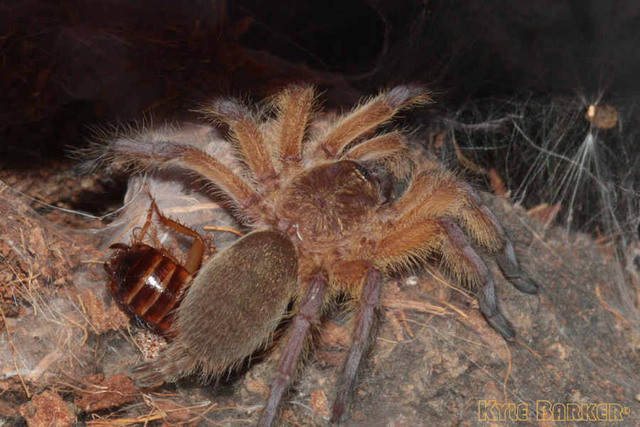 Harpactira-Pulchripes18.jpg