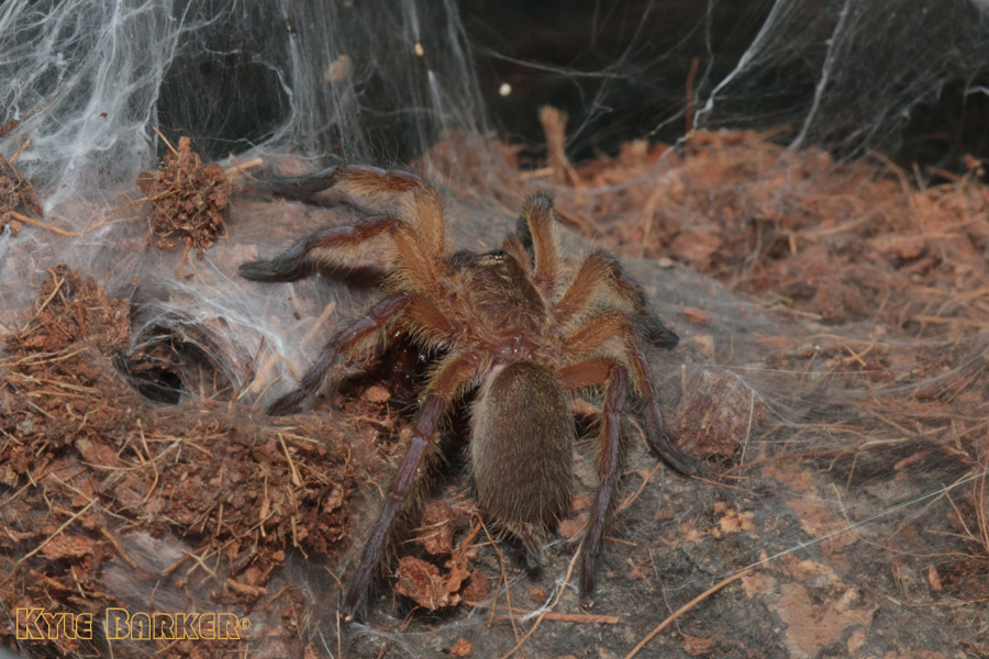 Harpactira-Pulchripes19.jpg