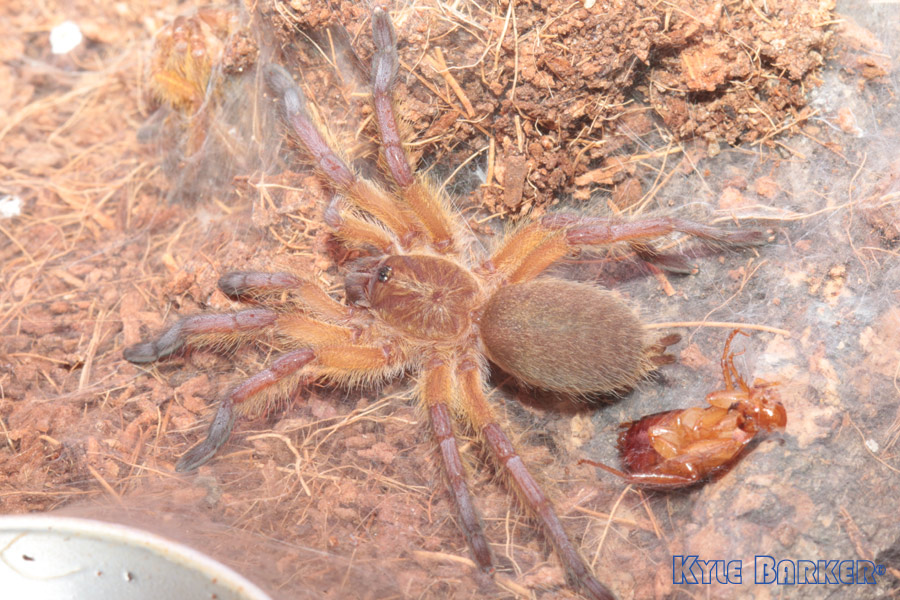 Harpactira-Pulchripes25.jpg