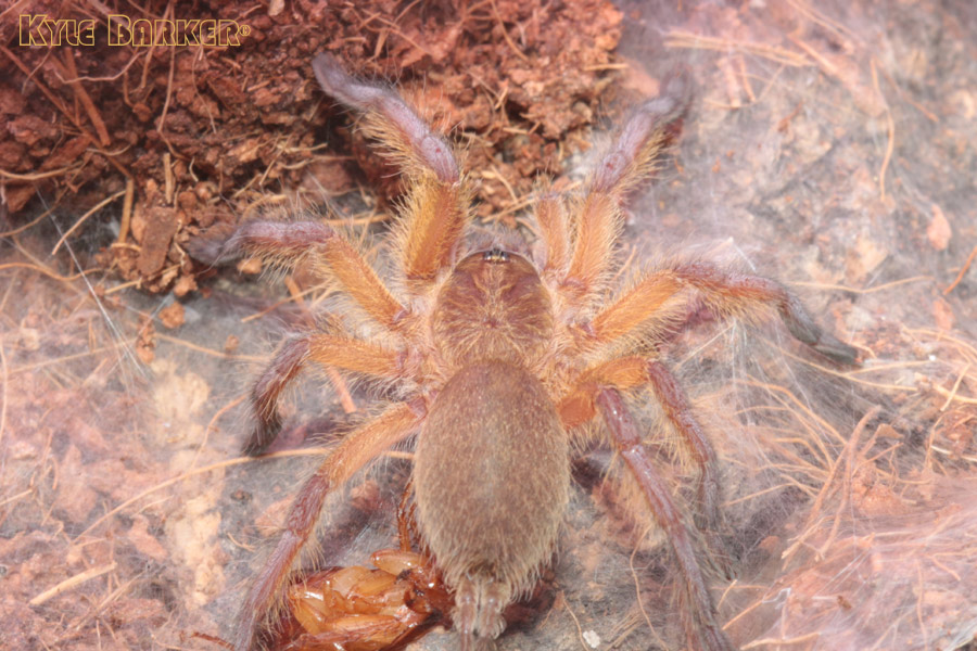 Harpactira-Pulchripes26.jpg