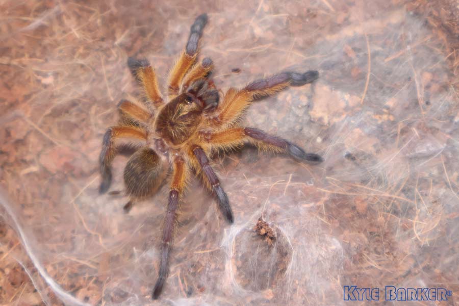 Harpactira-Pulchripes27.jpg