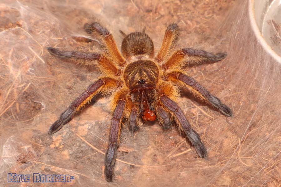 Harpactira-Pulchripes28.jpg