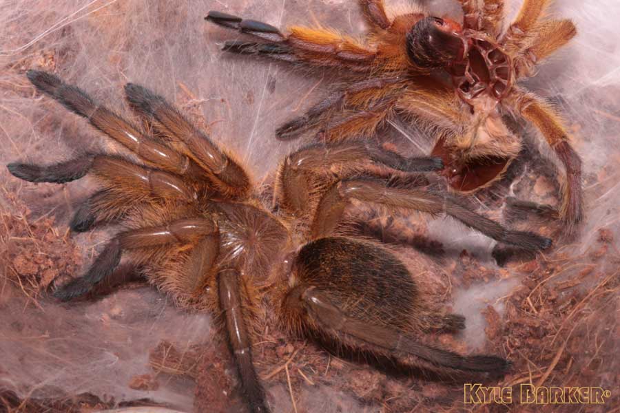 Harpactira-Pulchripes33.jpg