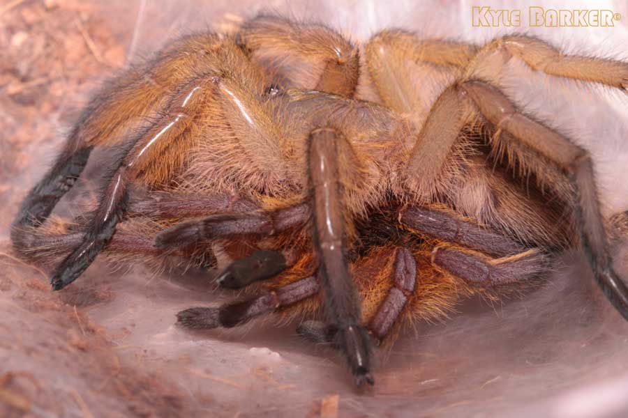 Harpactira-Pulchripes34.jpg