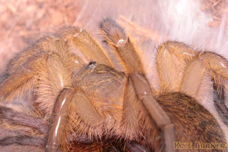 Harpactira-Pulchripes35.jpg