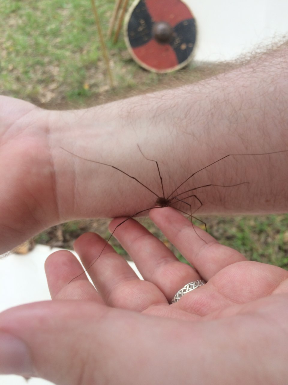 Harvestman/True Daddy-Long-Legs