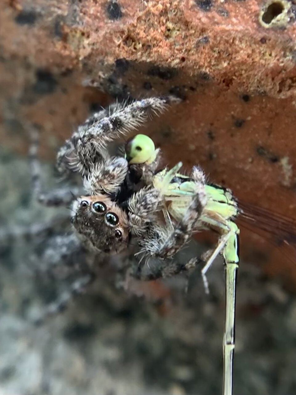 He Eats the Damselfly