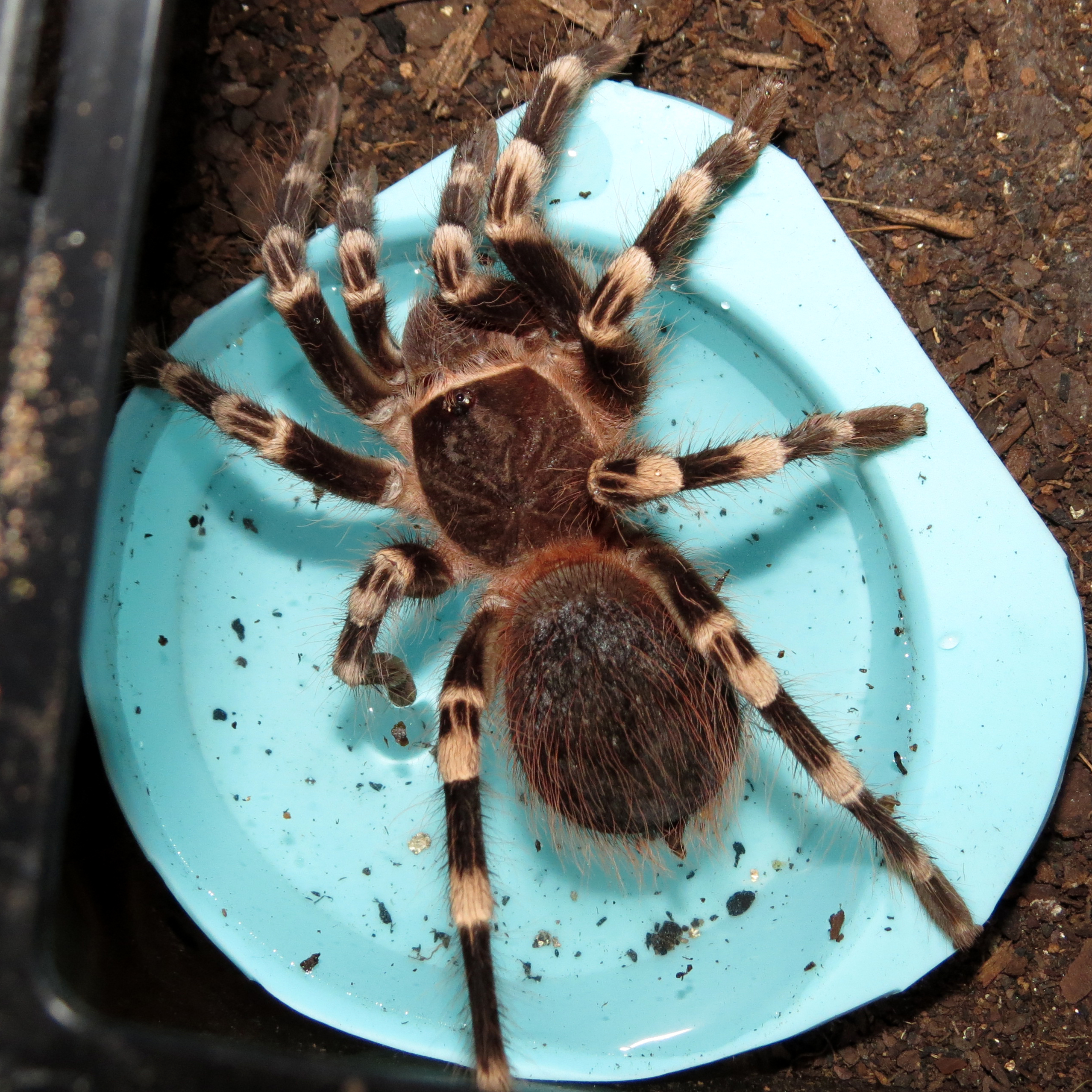 He Protec (♂ Acanthoscurria geniculata 4")