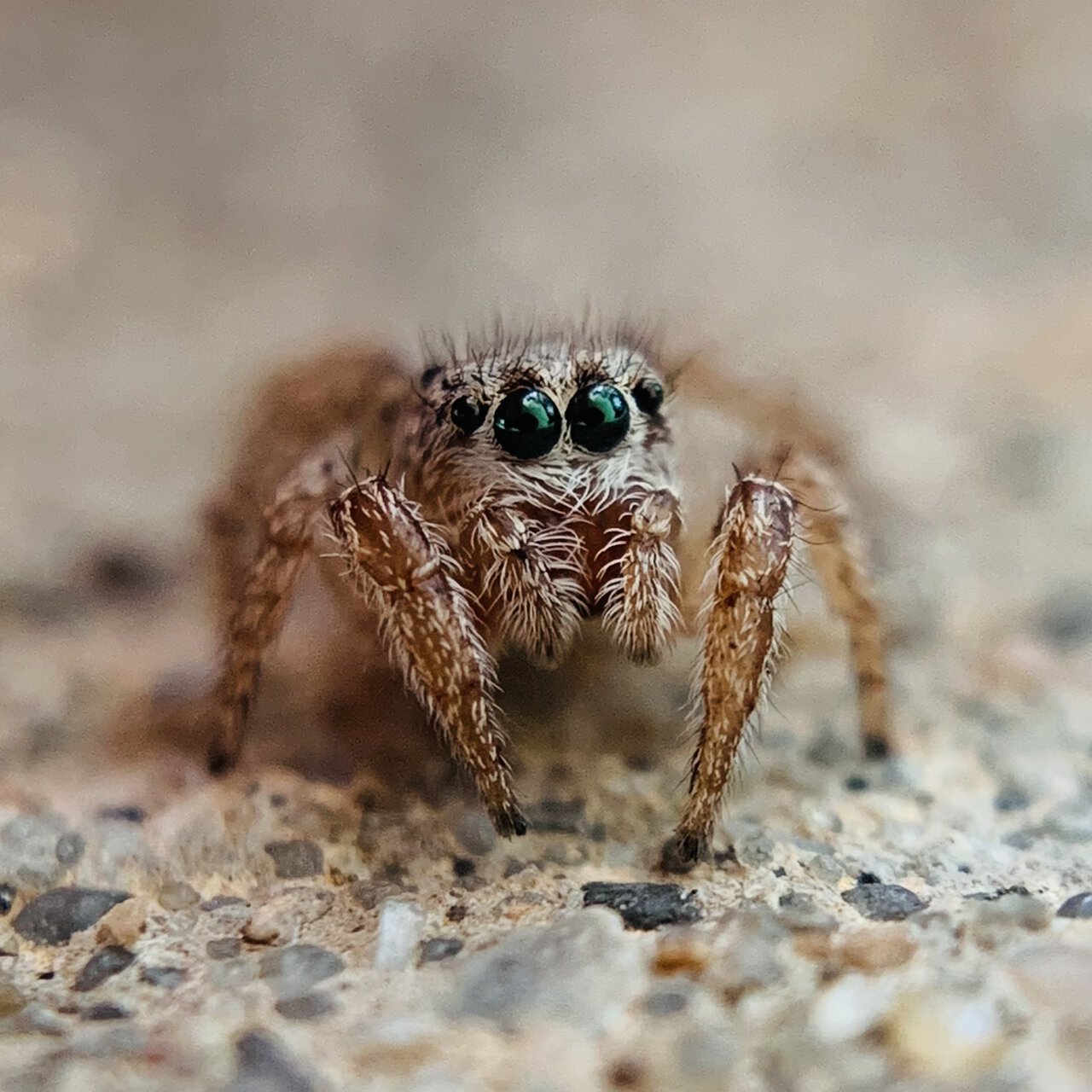 Hebronattus texanus Adult Female