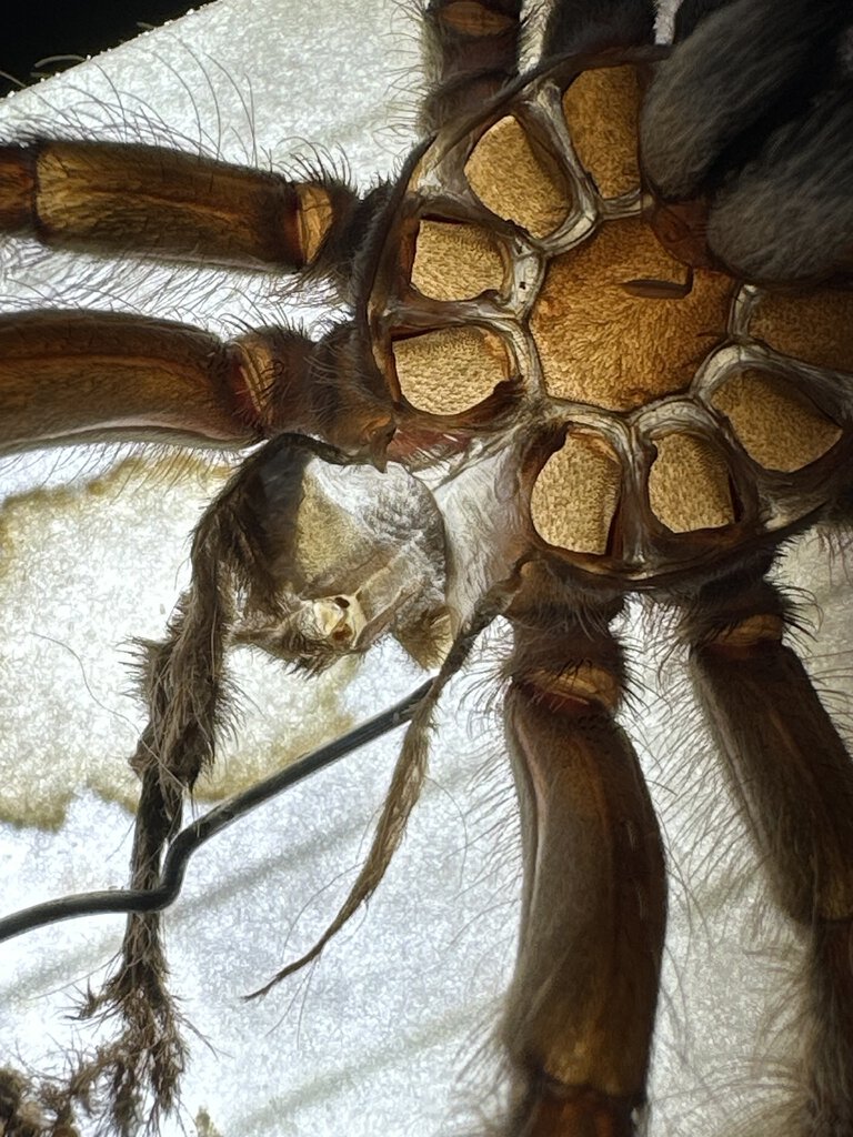 Hederoscodra Maculata