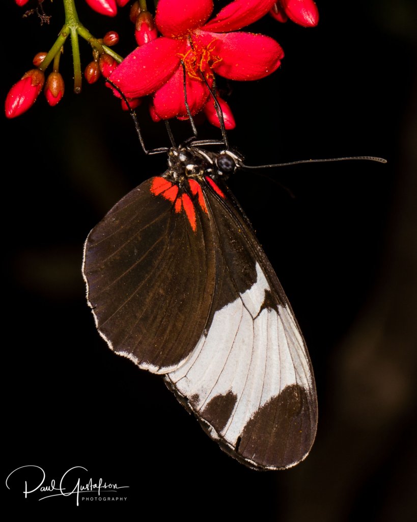 Heliconius sapho