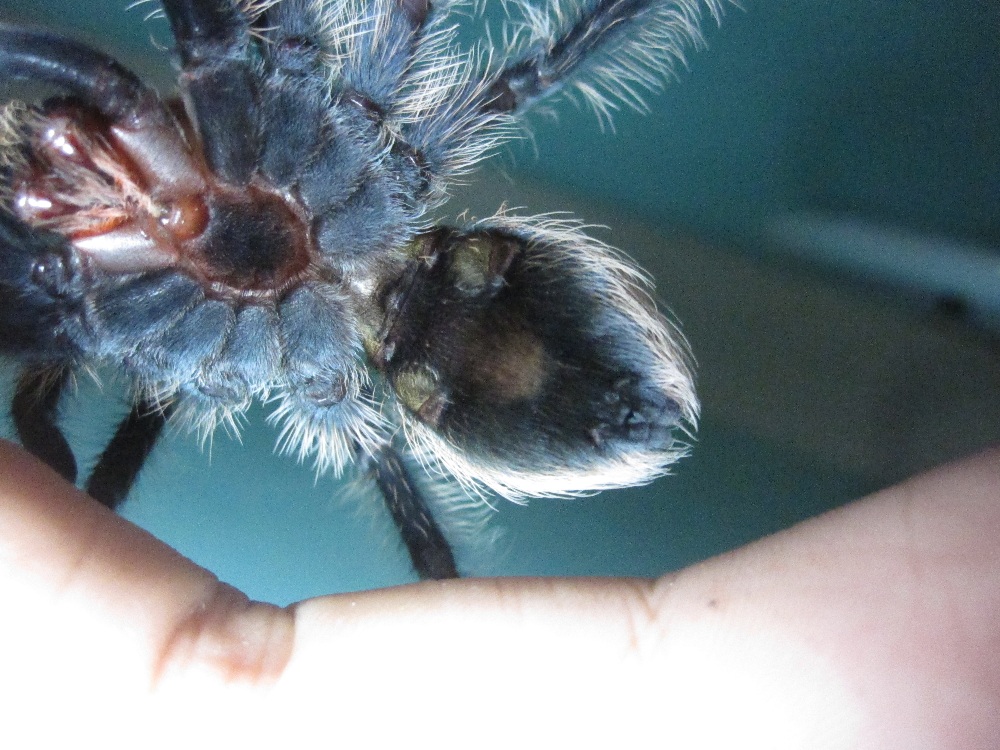 Help! Gender! B. Albopilosum