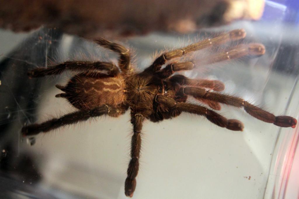 help id my poecilotheria