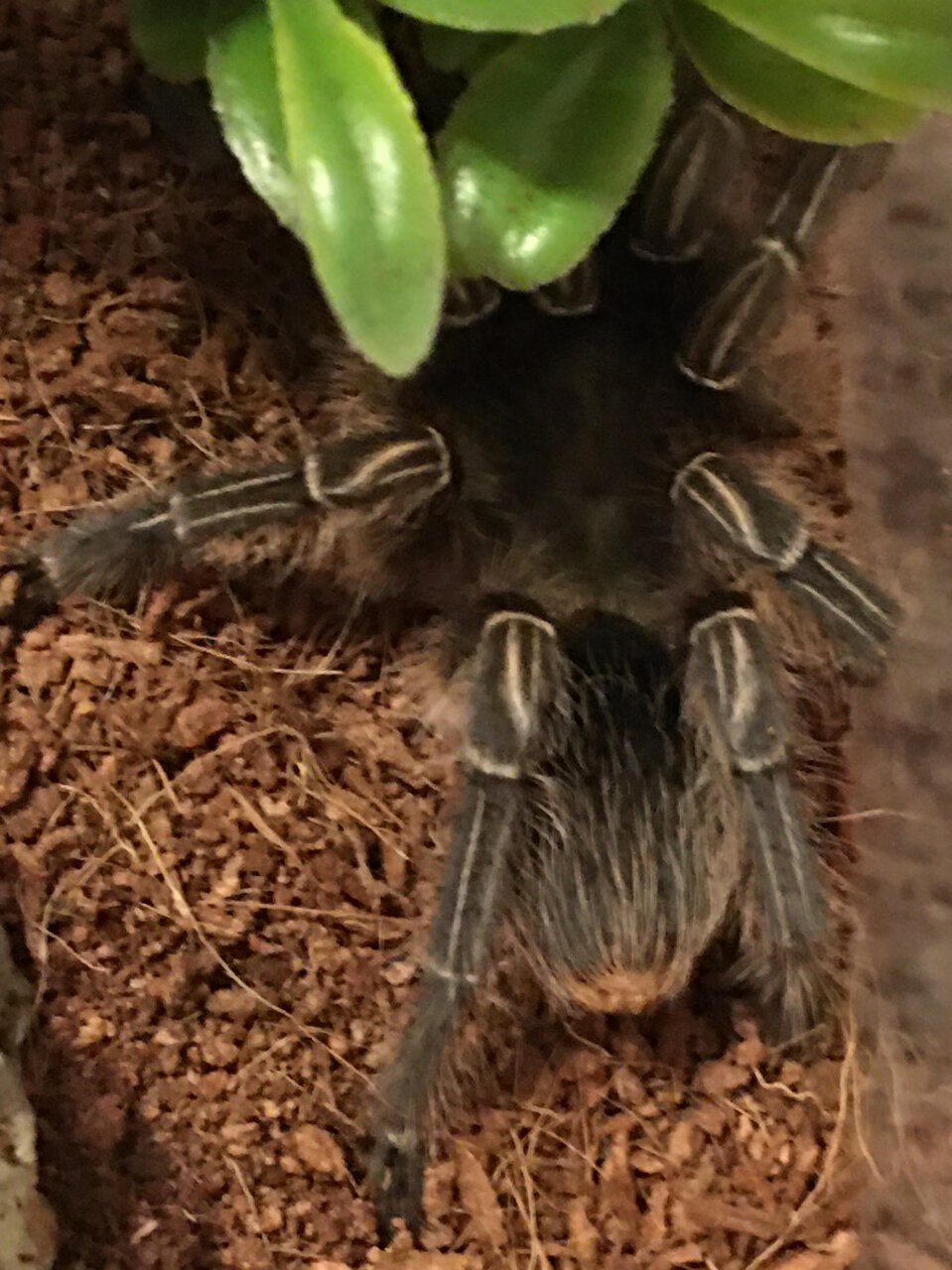 Help Identify!! Aphonopelma Seemanni ??