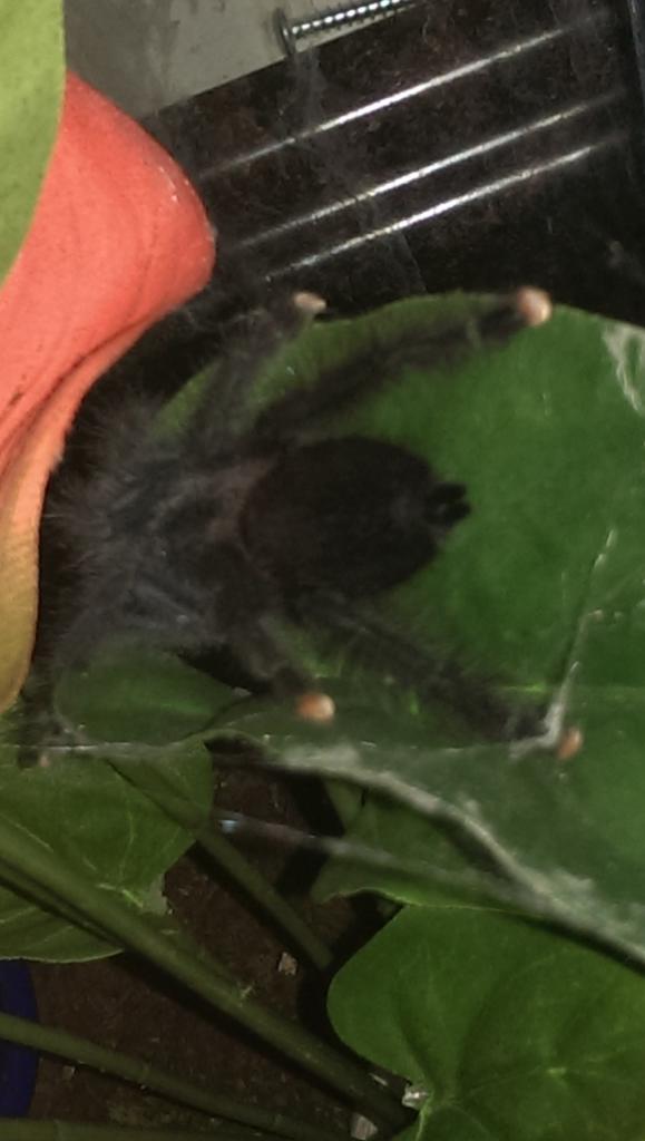 Help identify this avicularia...