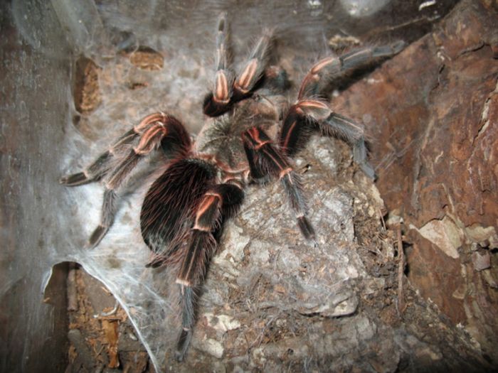 Help me ID this Tarantula