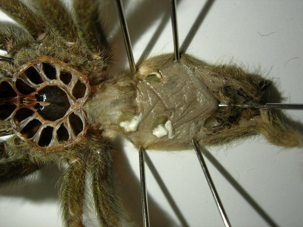 Help! P. cambridgei sex?