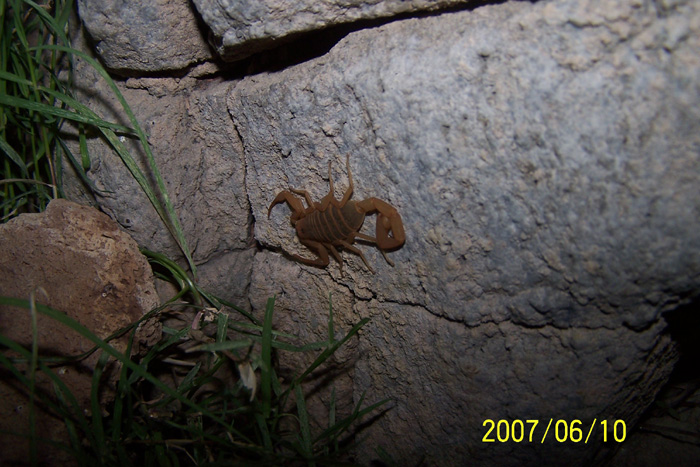 HELP Scorpion ID 2