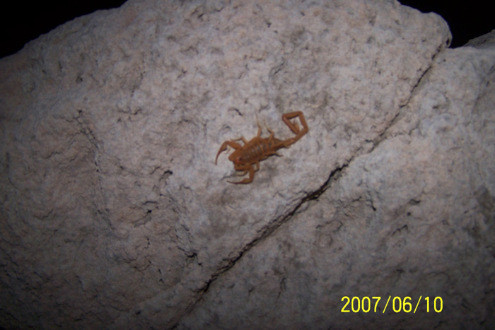 HELP Scorpion ID