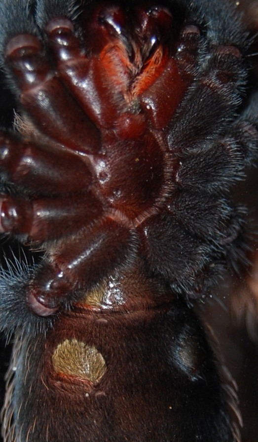 help sex this boehmi pics2
