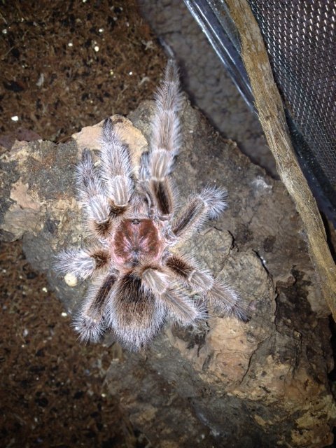 help with id. Advertised as G.Rosea