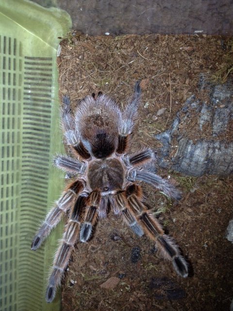 help with id. Advertised as G.Rosea