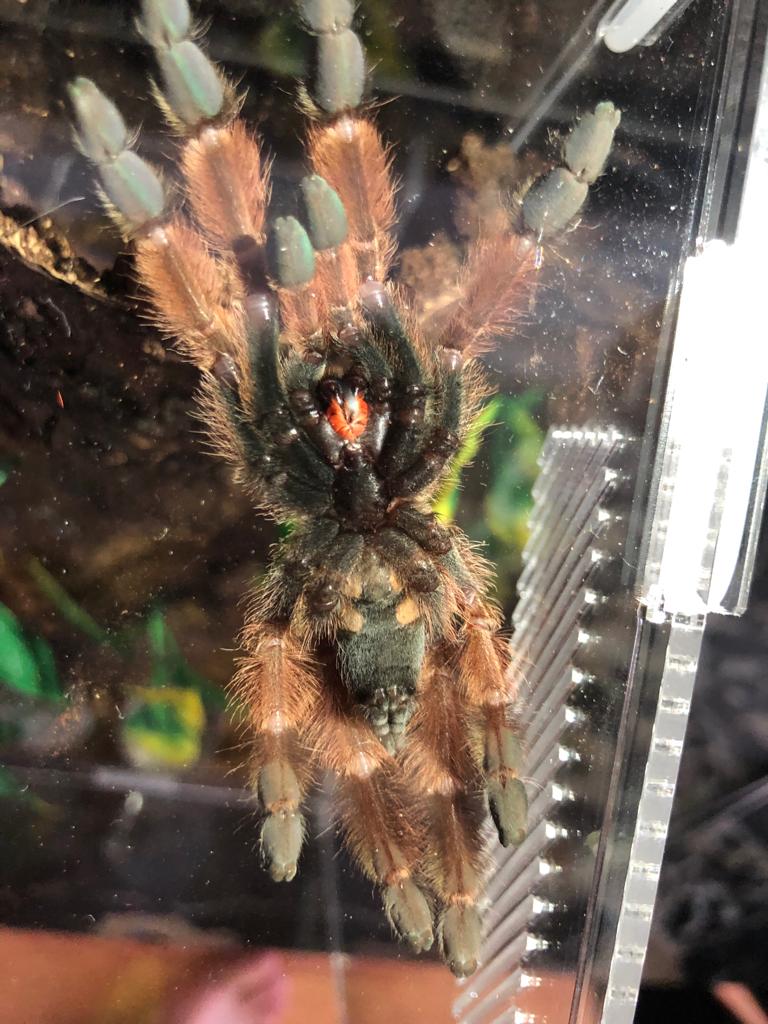 Help with sexing 4" Psalmopoeus pulcher...please!